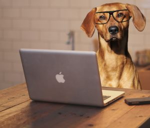 dog-using-laptop-computer