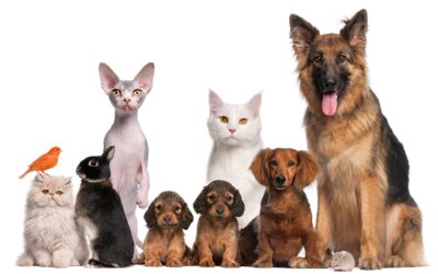 Dierendag in de rest van de wereld